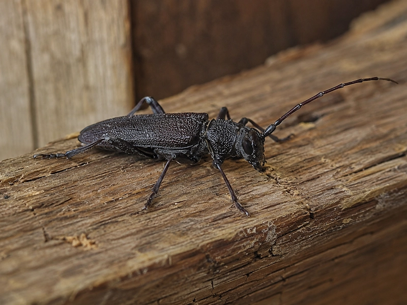 DSD Rénov couvreur et façadier à Paris et en Île-de-France Capricorne des maisons : insecte
