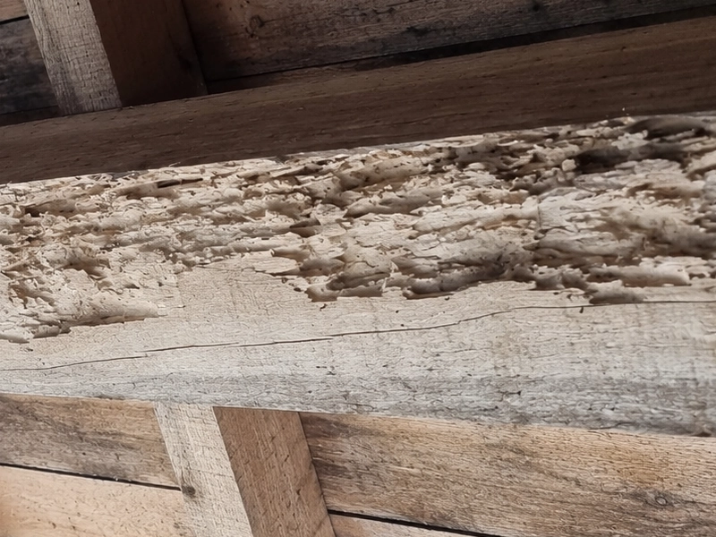 Capricorne des maisons : traitement, menaces et risques Capricorne des maisons